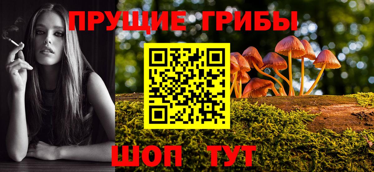 Курчалой  Псилоцибиновые грибы мухоморы  Вход с VPN 